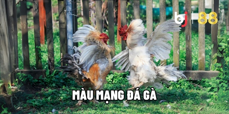 Màu mạng gà đá